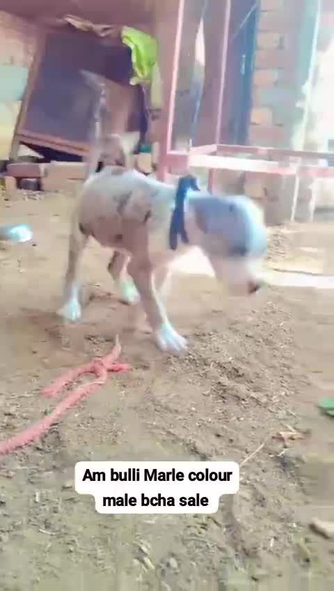 American Bully Standard Size Puppy, farm video