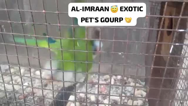 Yellow Monk | Lutino Quaker Parrot, farm video
