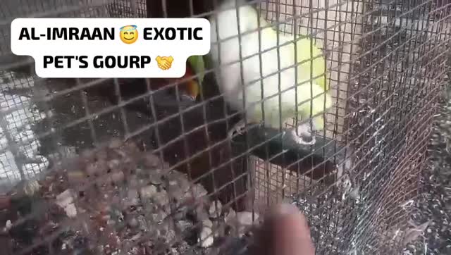 Yellow Monk | Lutino Quaker Parrot, farm video