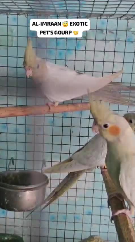 Cockatiel | Albino, farm video