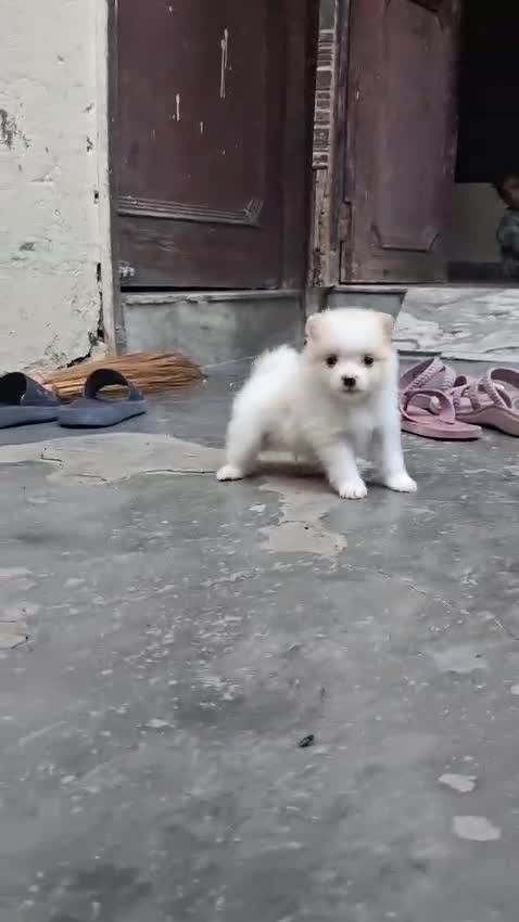 Culture Pom Puppy | White Color, farm video