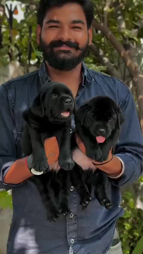 Beagle Black & Tan Puppy, farm video