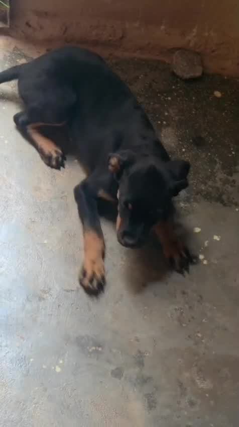 Rottweiler Puppy, farm video
