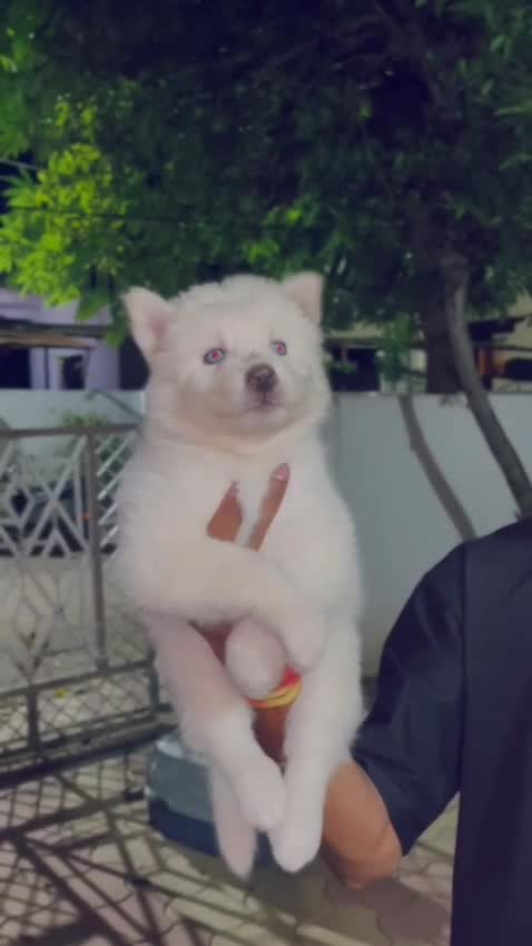Siberian Husky Puppy | White Color, farm video