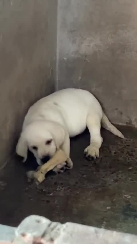 Dachshund Puppy, farm video