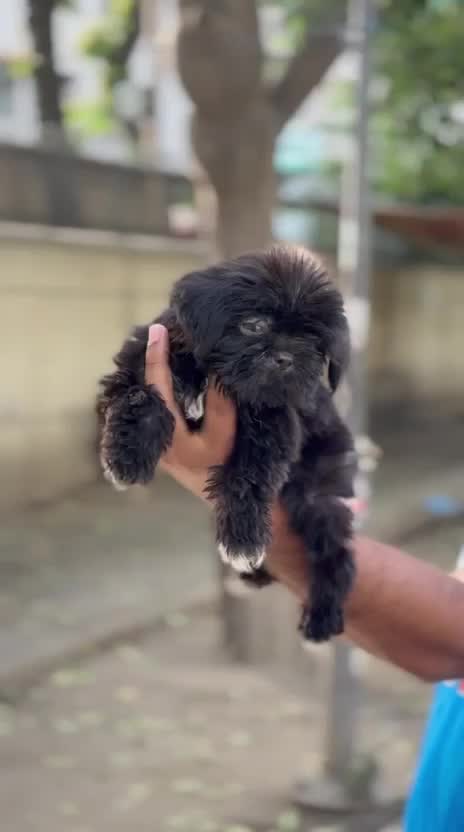 Shih Tzu | Black & White Color, farm video