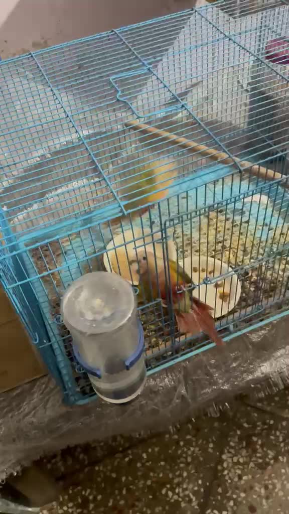 Pineapple Headed Conure, farm video