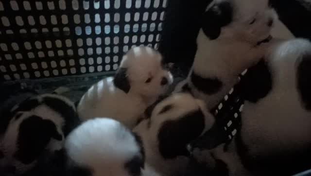 Shih Tzu | Tri Color Puppy, farm video