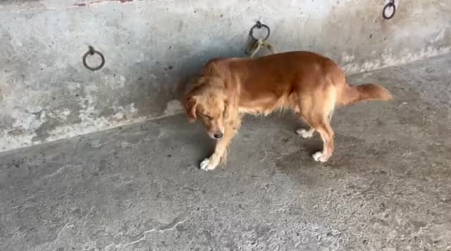 Dachshund Puppy, farm video