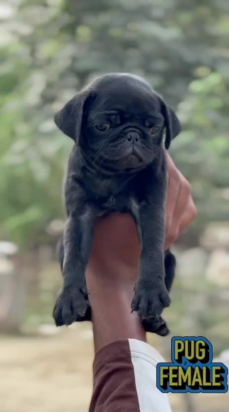 Pug Puppy | Apricot Color, farm video