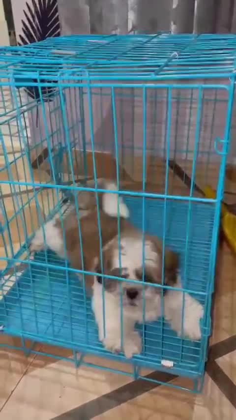 Shih Tzu | Black & White Color, farm video
