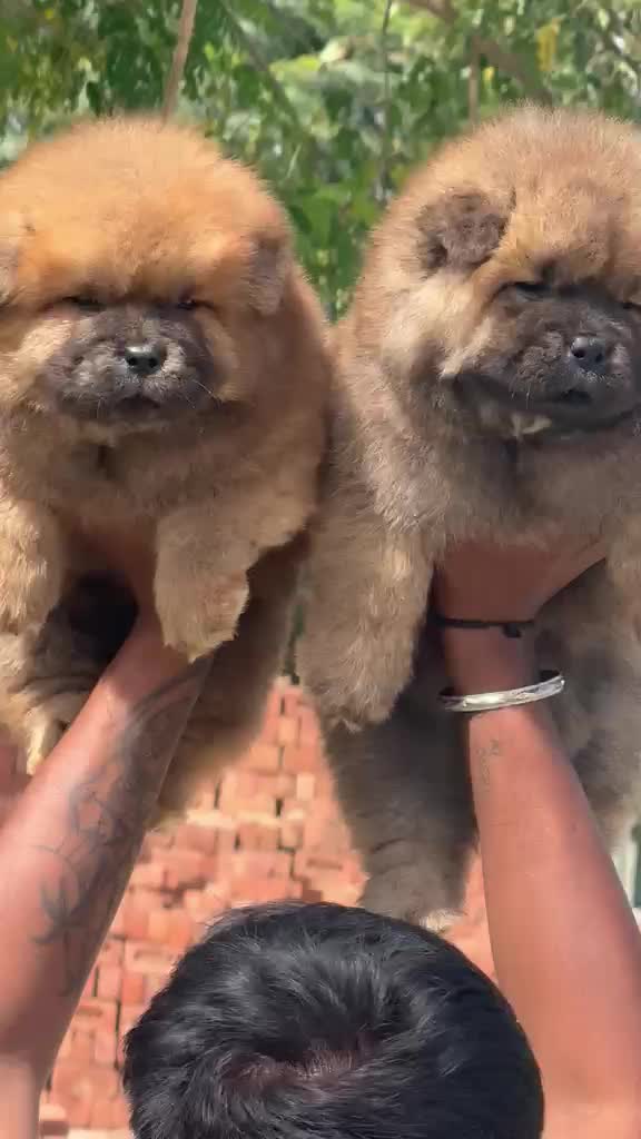 Chow Chow Puppy | Fawn Color, farm video