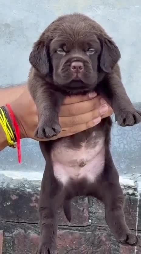 Beagle Black & Tan Puppy, farm video