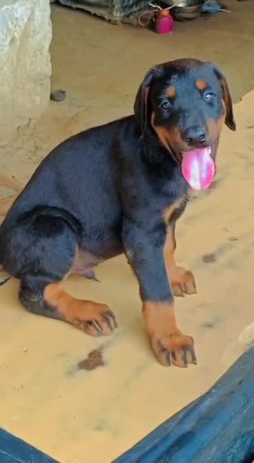 European Doberman Puppy, farm video