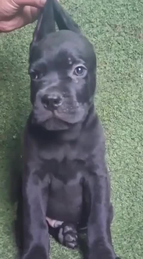 Cane Corso Puppy, farm video