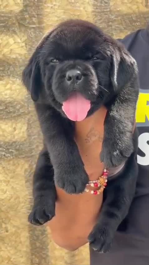 Beagle Black & Tan Puppy, farm video