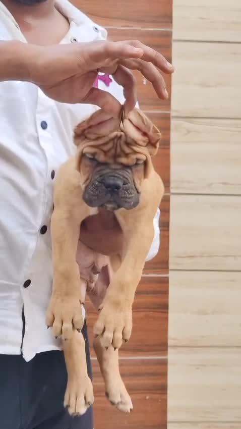 Cane Corso Puppy, farm video