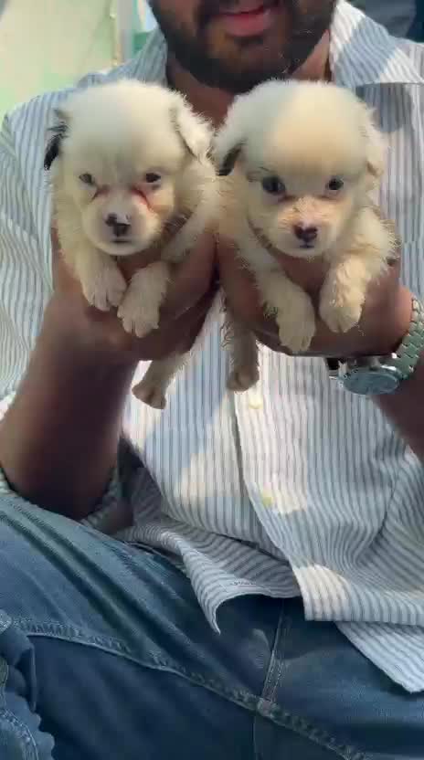 Culture Pom Puppy | White Color, farm video