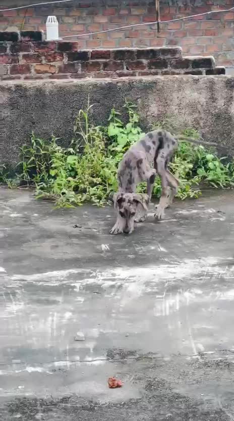 Great Dane Puppy, farm video