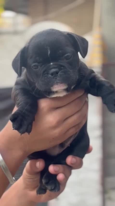 French Mastiff Puppy, farm video