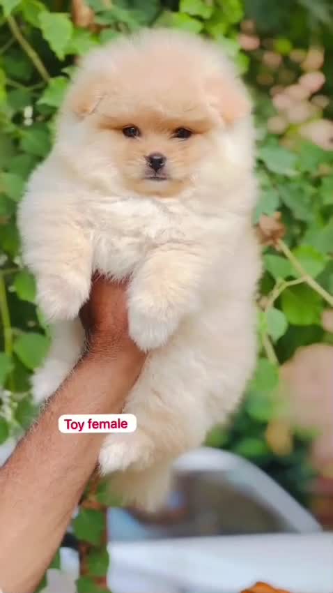 Toy Poodle Puppy, farm video