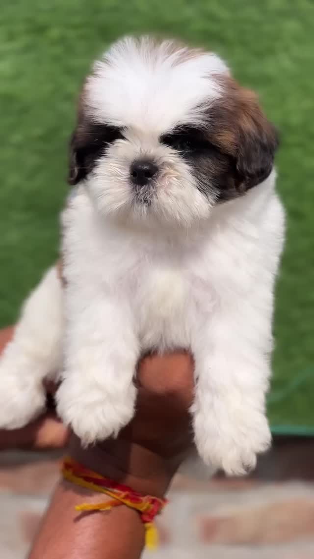 Shih Tzu | Black Color, farm video