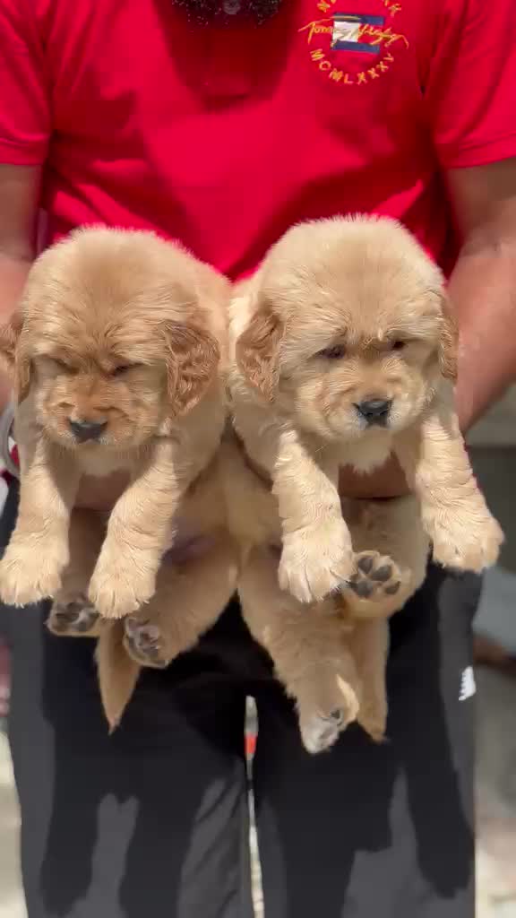 Golden Retriever, farm video