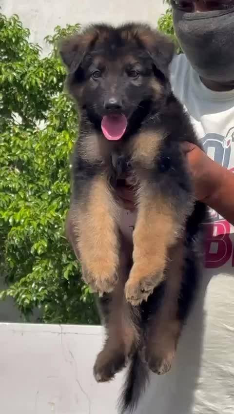 German Shepherd Puppy | Z Black, farm video