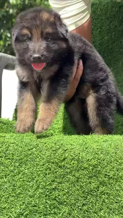 German Shepherd Puppy | Z Black, farm video