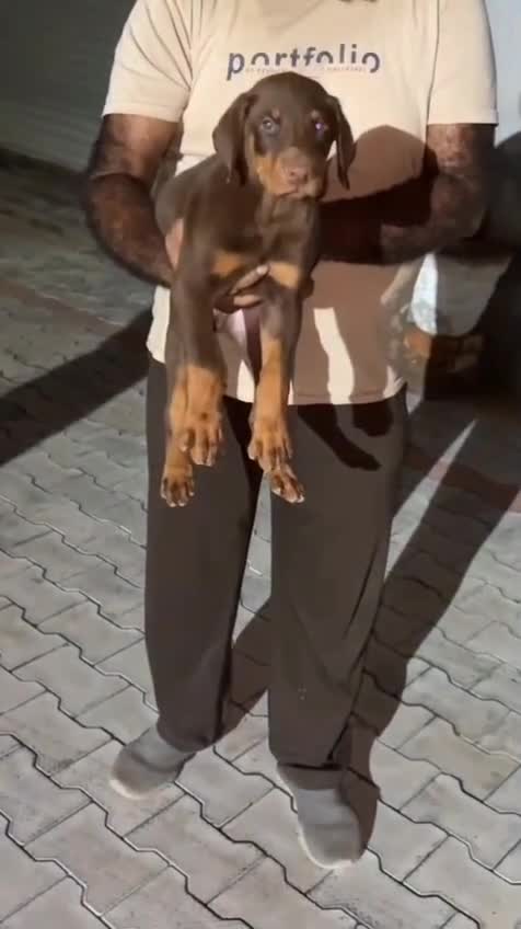 European Doberman Puppy, farm video