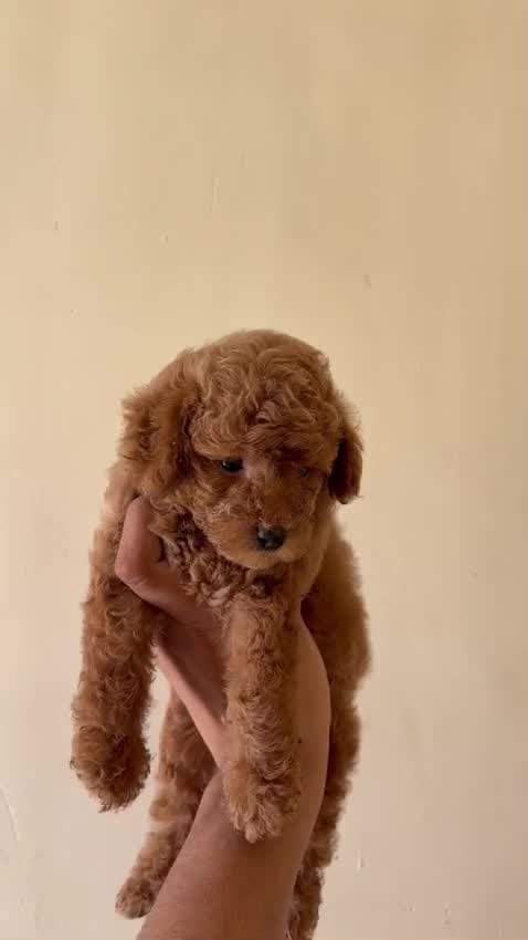 Toy Poodle Puppy, farm video
