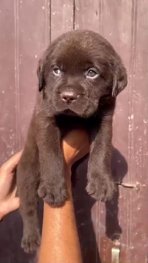 Beagle Black & Tan Puppy, farm video