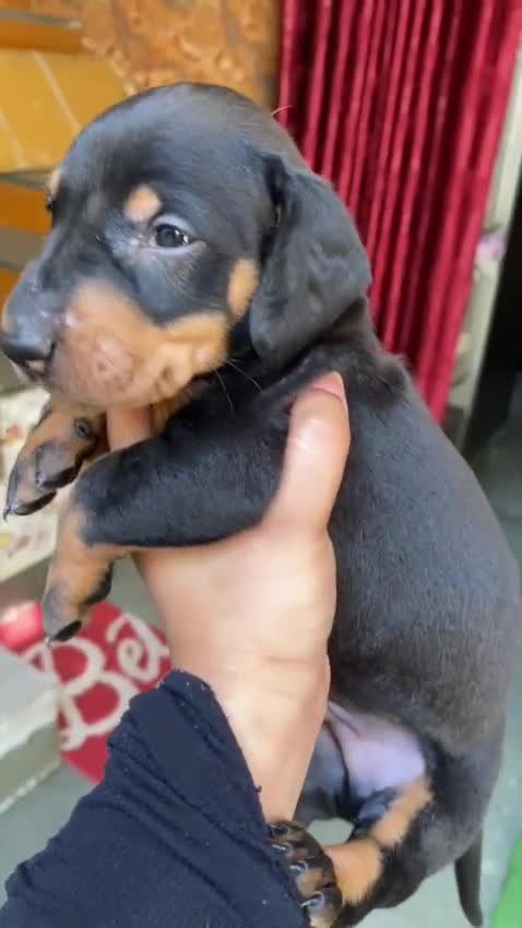 Dachshund Puppy, farm video