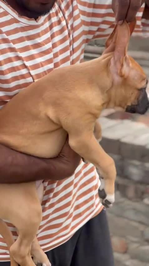 American Bully Standard Size Puppy, farm video