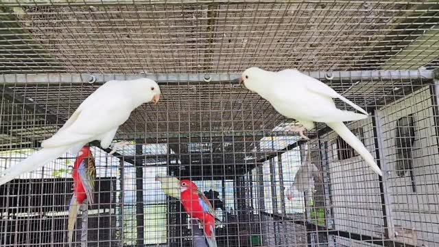 Blue Monk | Blue Quaker Parrot, farm video