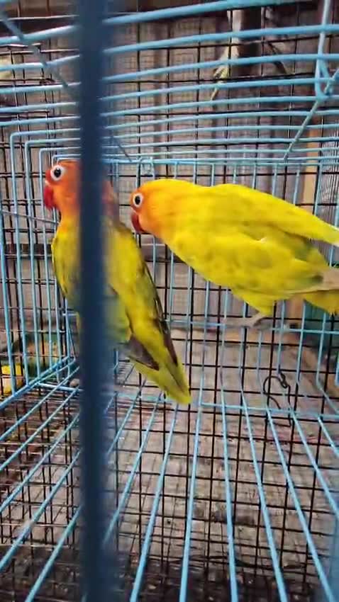 African Love Birds | Yellow & Orange, farm video