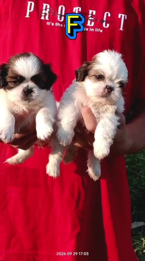 Shih Tzu | Tri Color Puppy, farm video