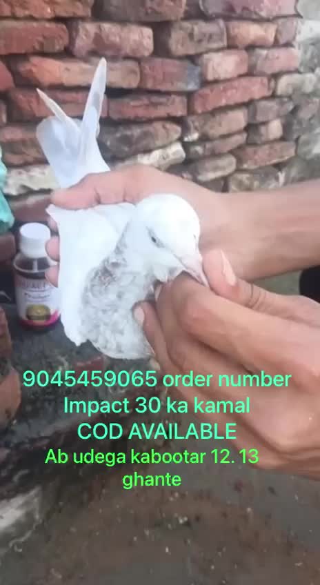 Homer Pigeon, farm video