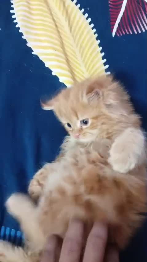 Persian, farm video