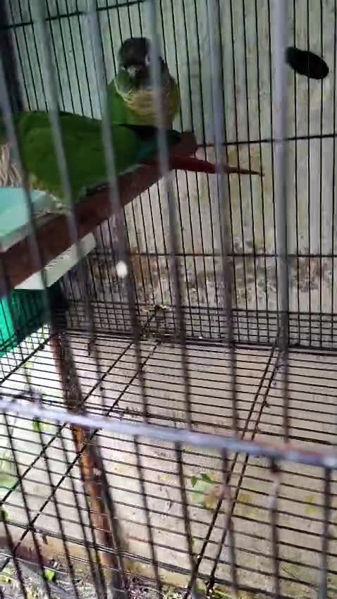 Green Cheek Conure, farm video