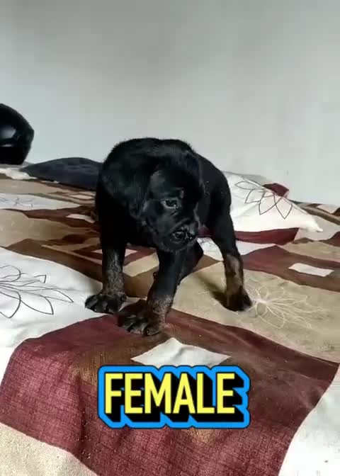 Dachshund Puppy, farm video