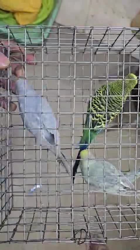Budgies, farm video