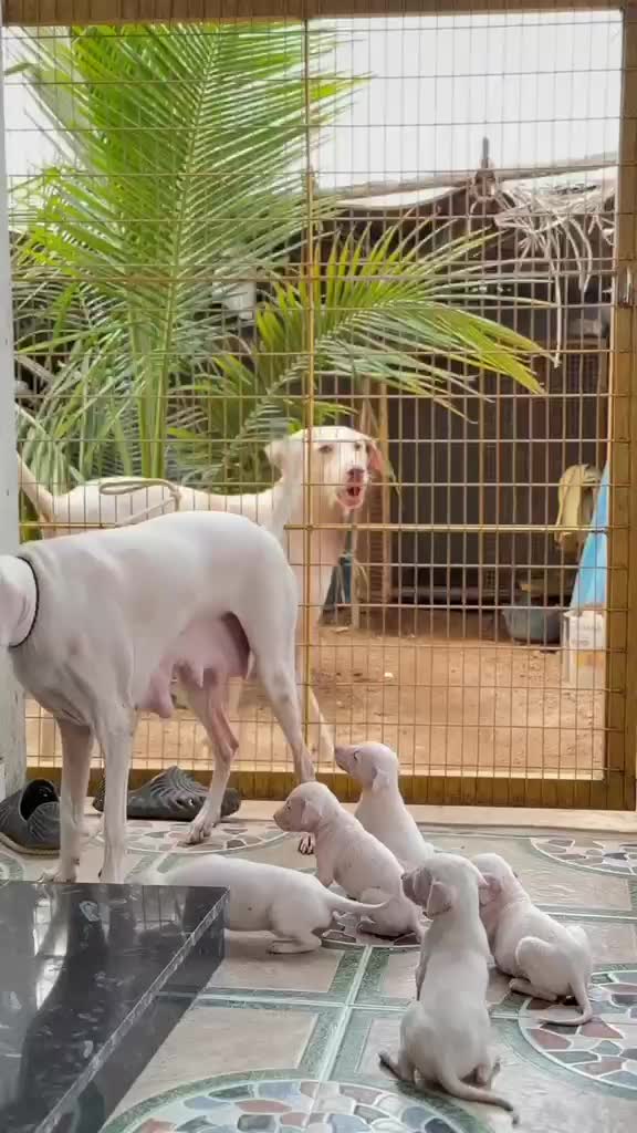 Dachshund Puppy, farm video