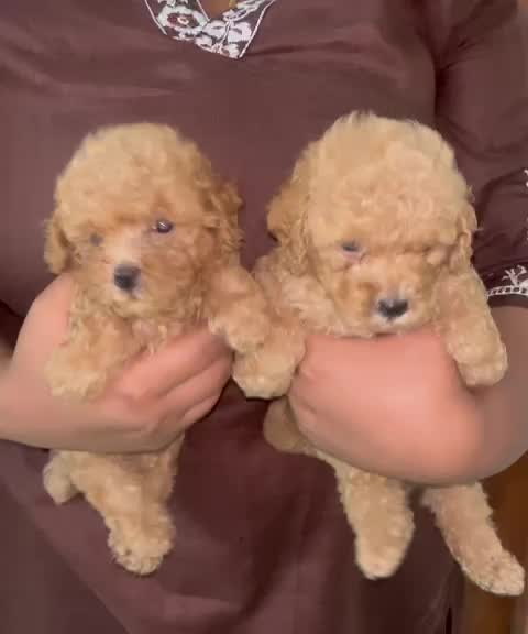 Toy Poodle Puppy, farm video