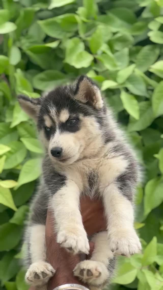 Siberian Husky Puppy | Black & White Color, farm video