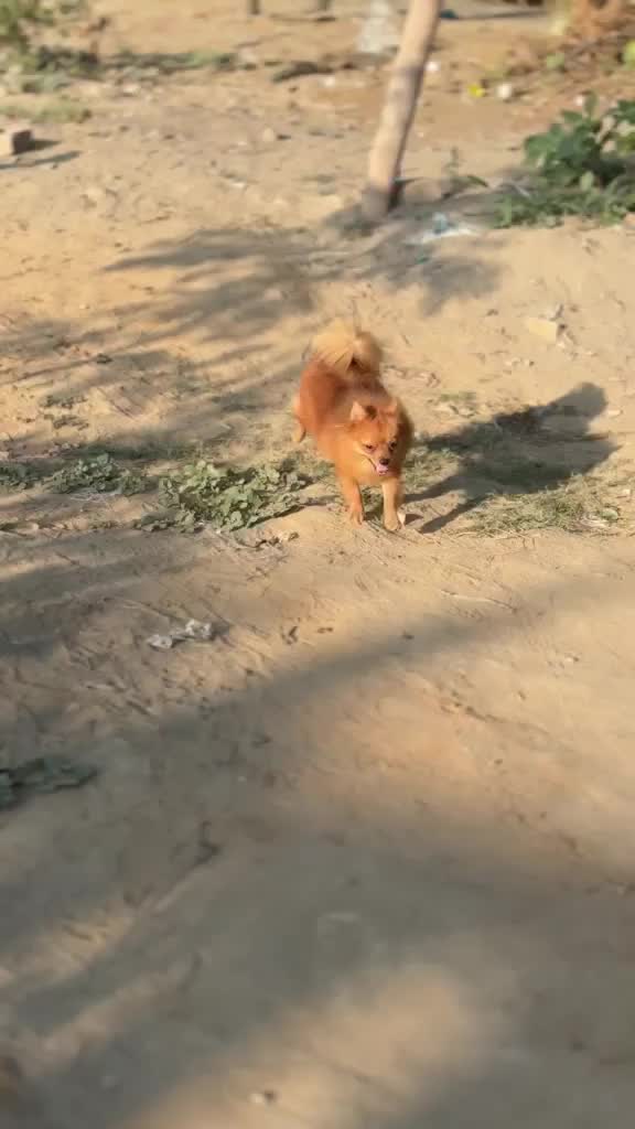 Culture Pom Puppy, farm video