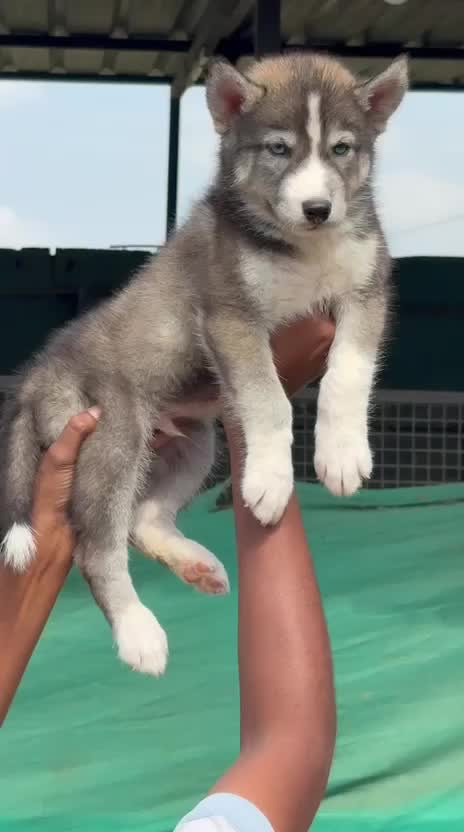 Siberian Husky Puppy | White Color, farm video