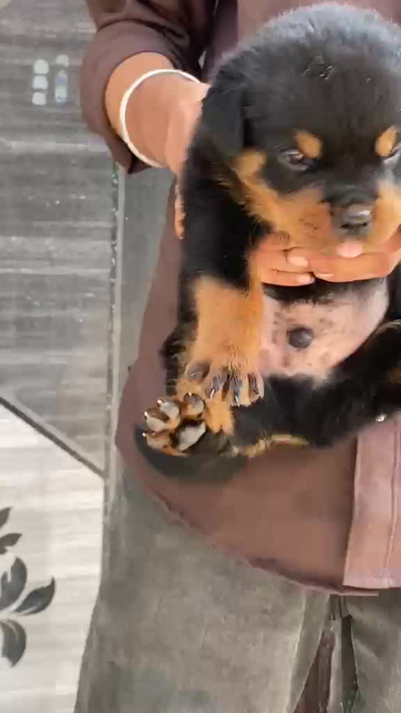 Rottweiler Puppy, farm video
