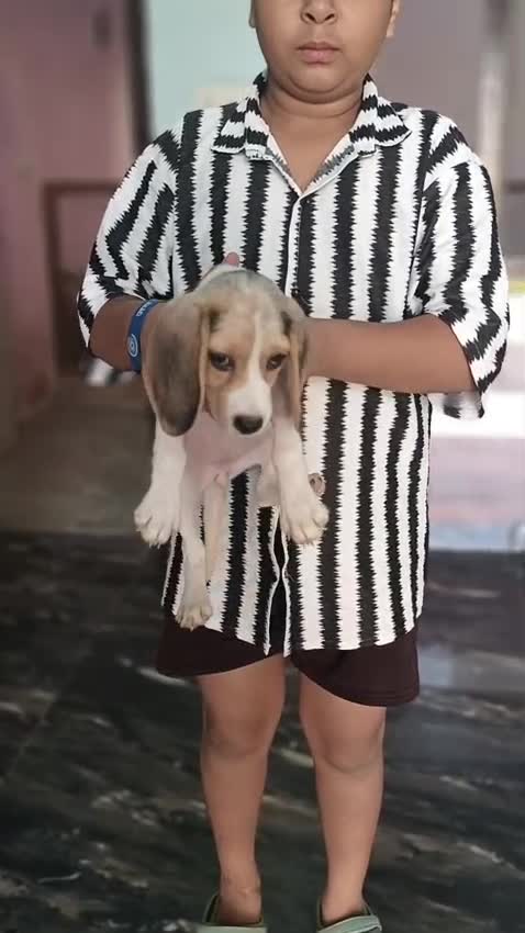 Beagle Black & Tan Puppy, farm video