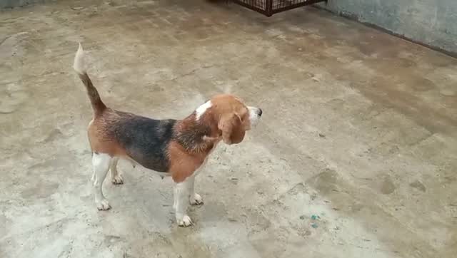 Dachshund Puppy, farm video
